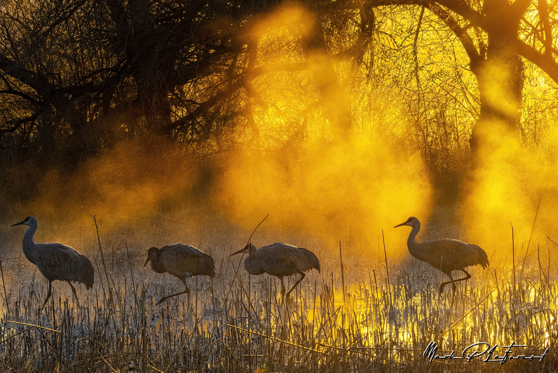 Sandhill Cranes, Benardo Wildlife Area, New Mexico